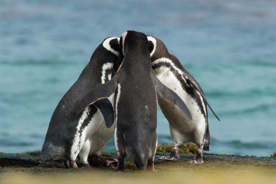 A group of penguins huddled together in a circle