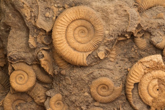 A group of fossils