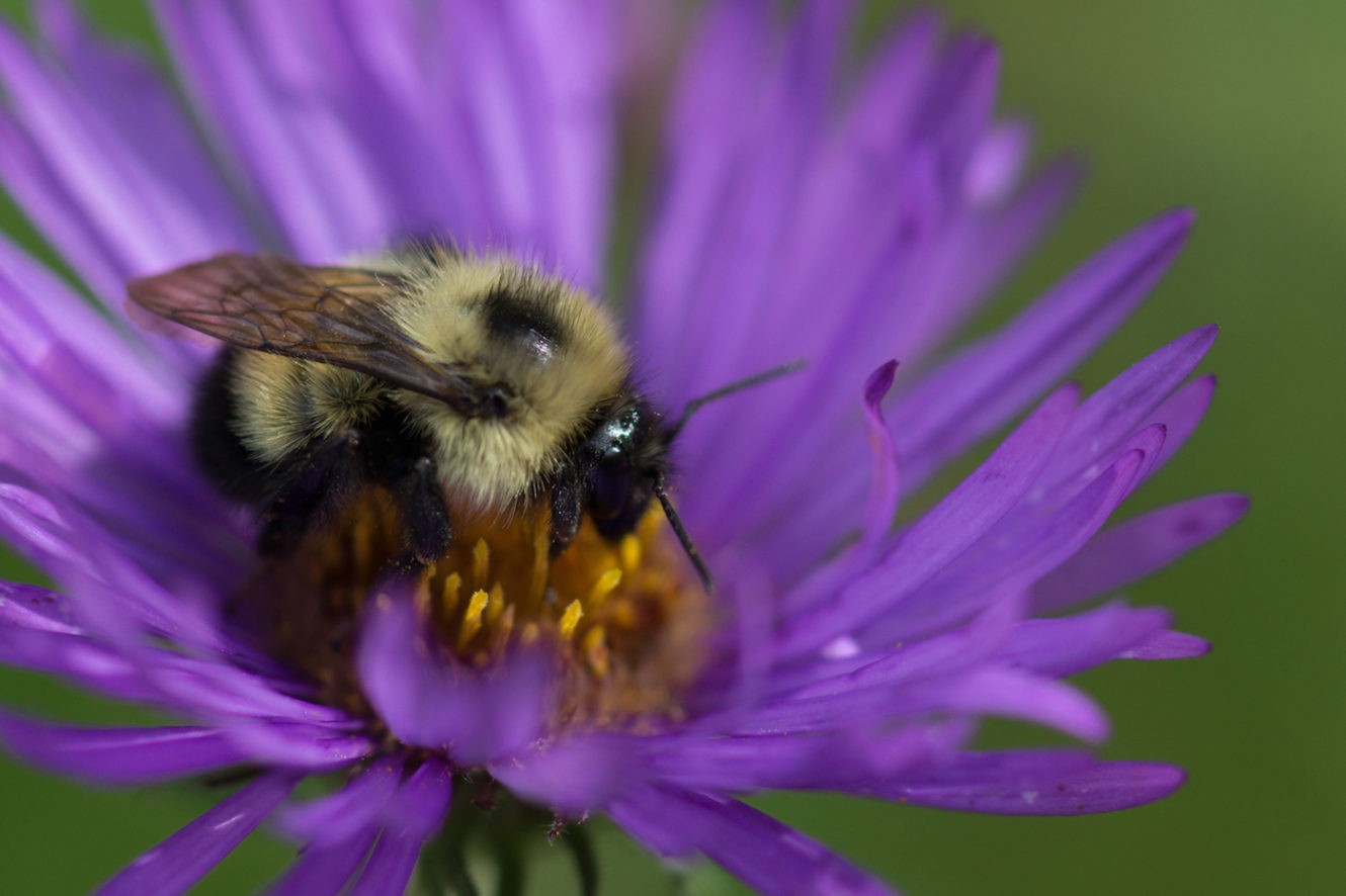 Purple flower with bumble bee on it