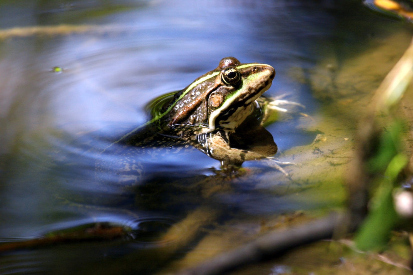 A frog coming out of a lake