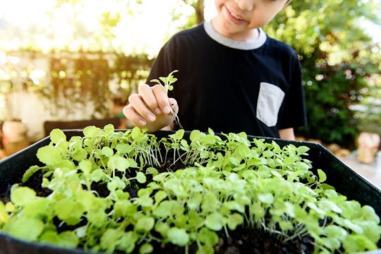 Young boy pulling a seedling out of the soil of a small garden.