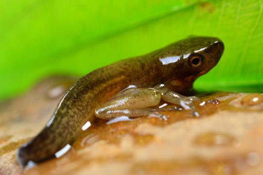 A close-up of a Tadpole